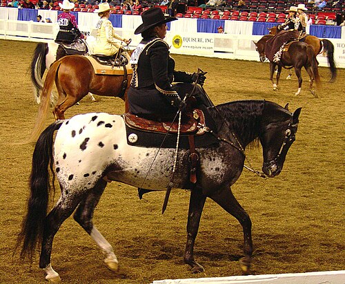 Rider in formal attire riding sidesaddle on an Appaloosa horse in an indoor arena