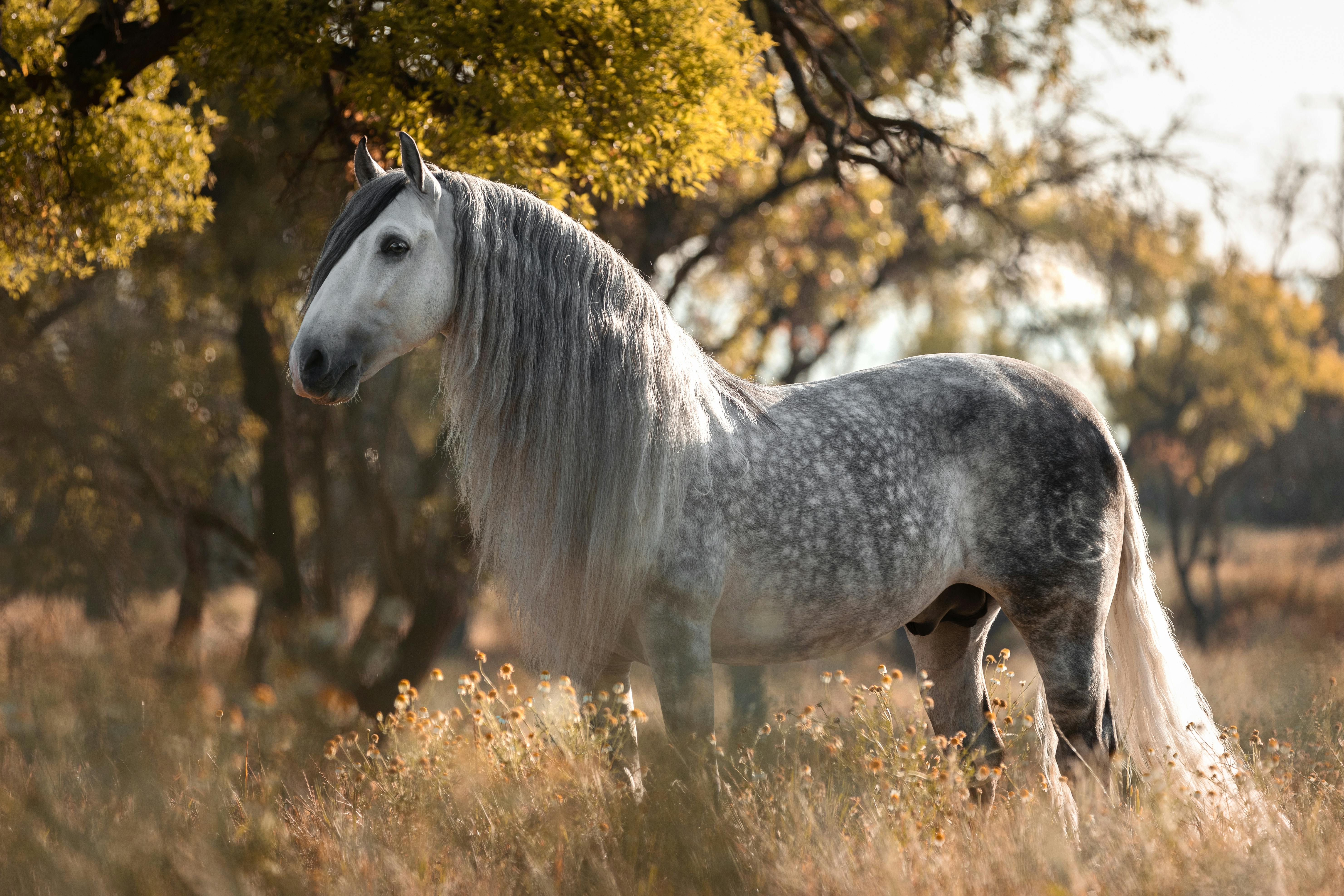 Andalusian horse in Spain