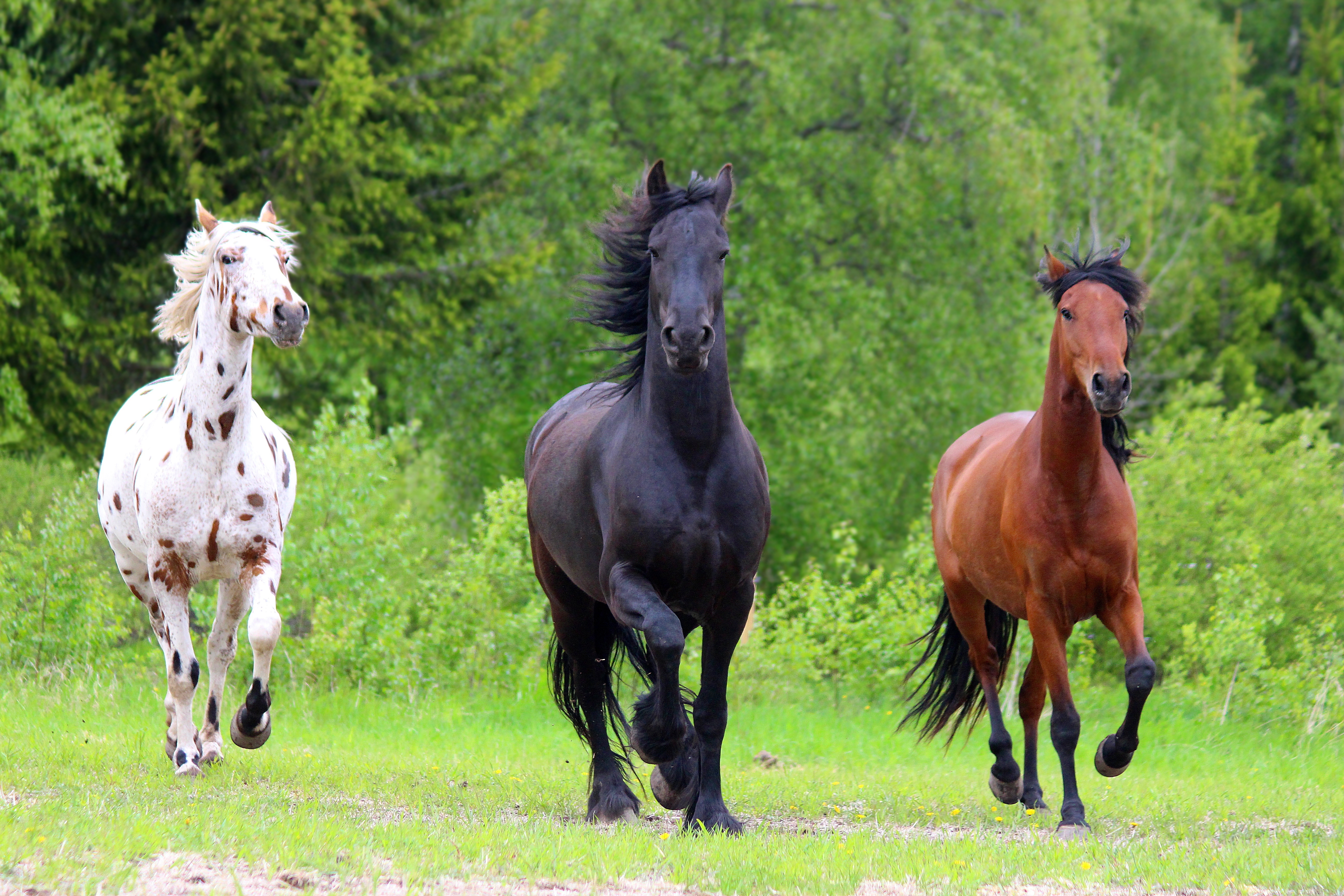 Breeds