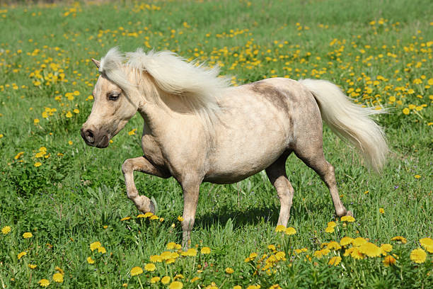Falabella horse in close detail showing refined features