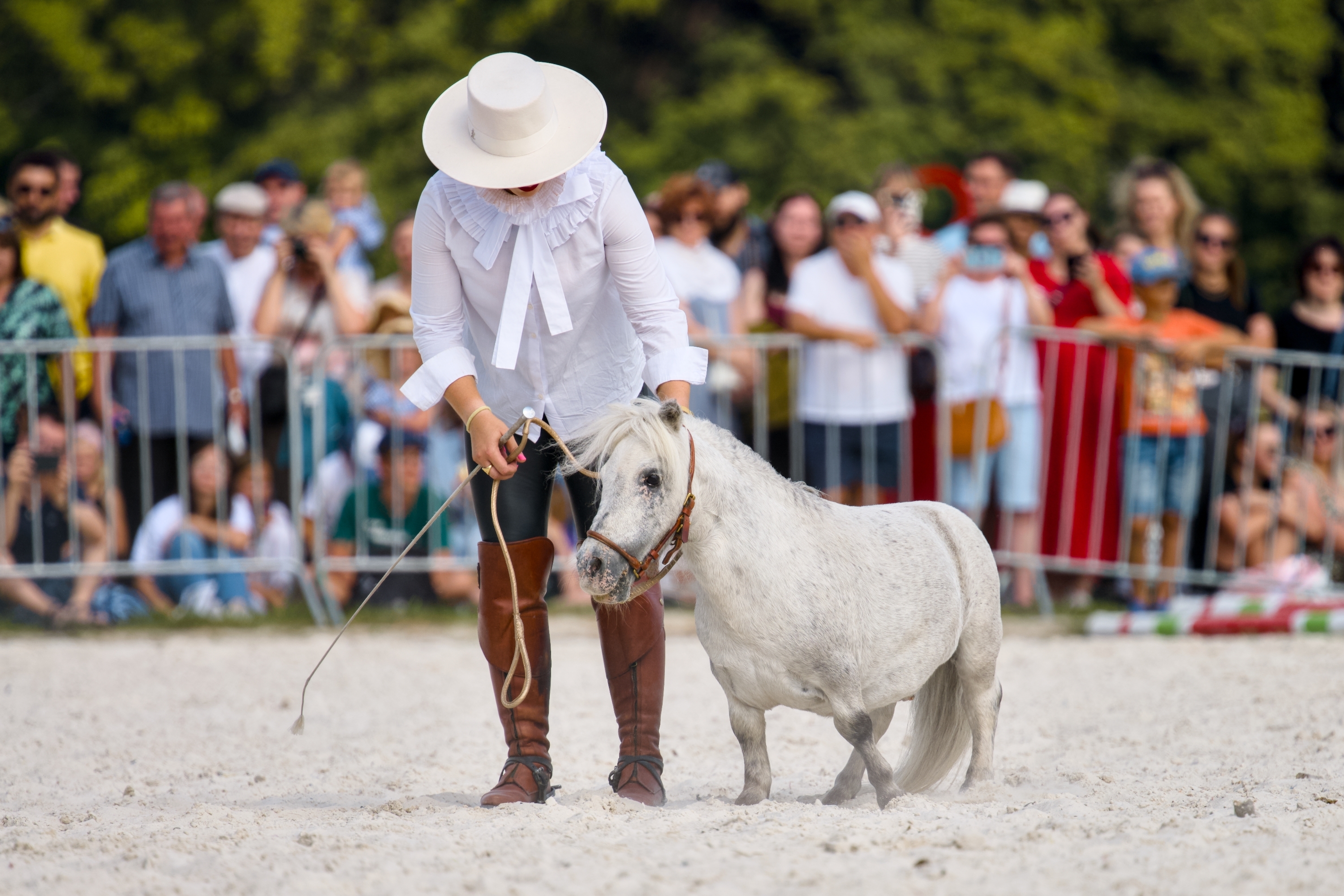 Falabella horse