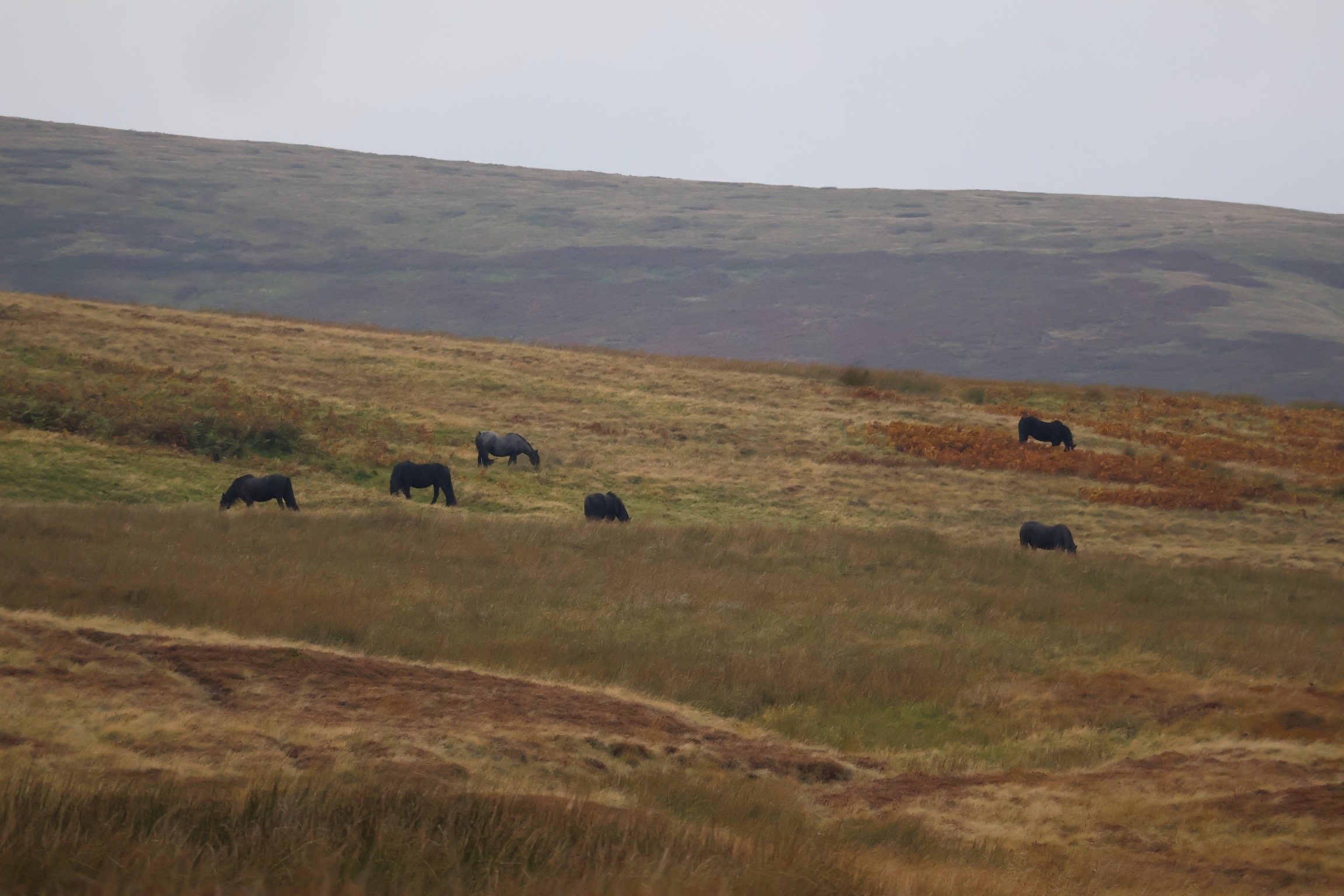 Wild Fell Ponies on the moors of Cumbria