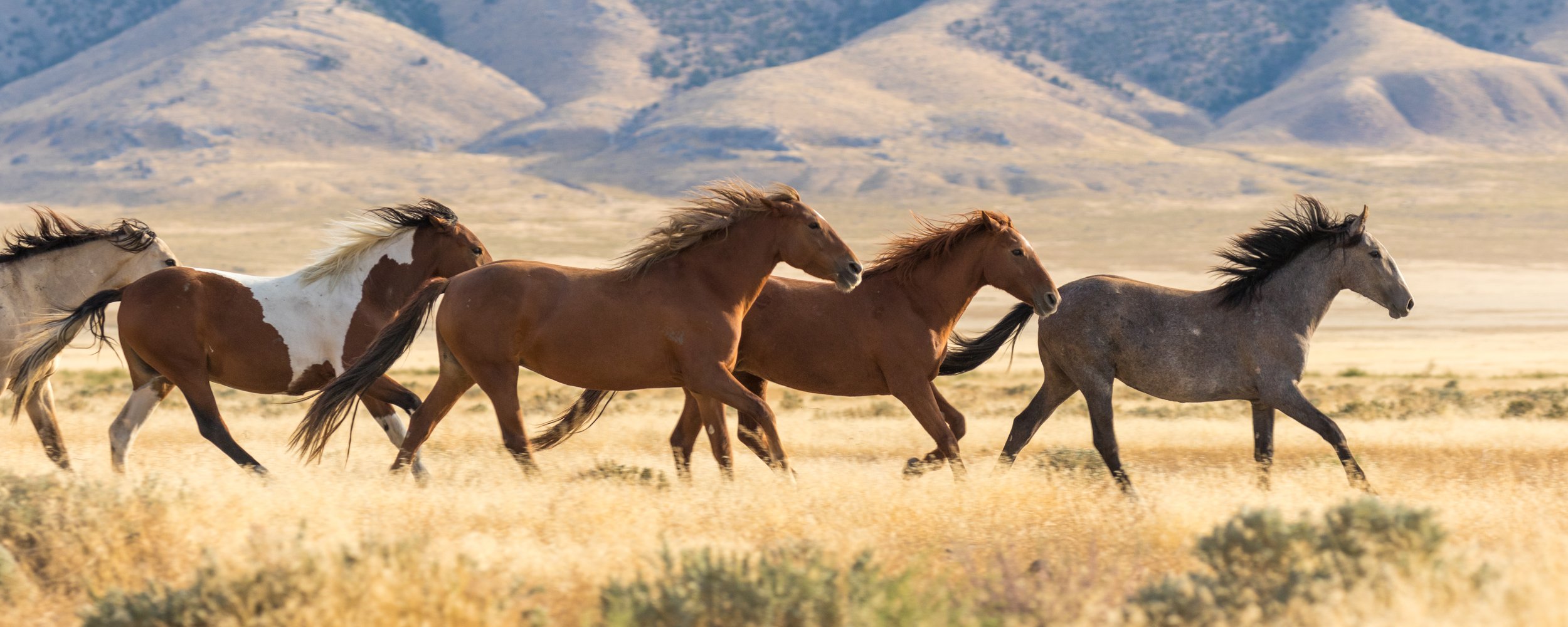 The Return of the Horse