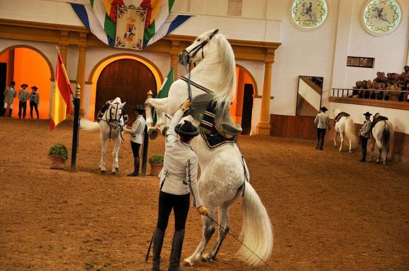Andalusian horse performing at Jerez riding school