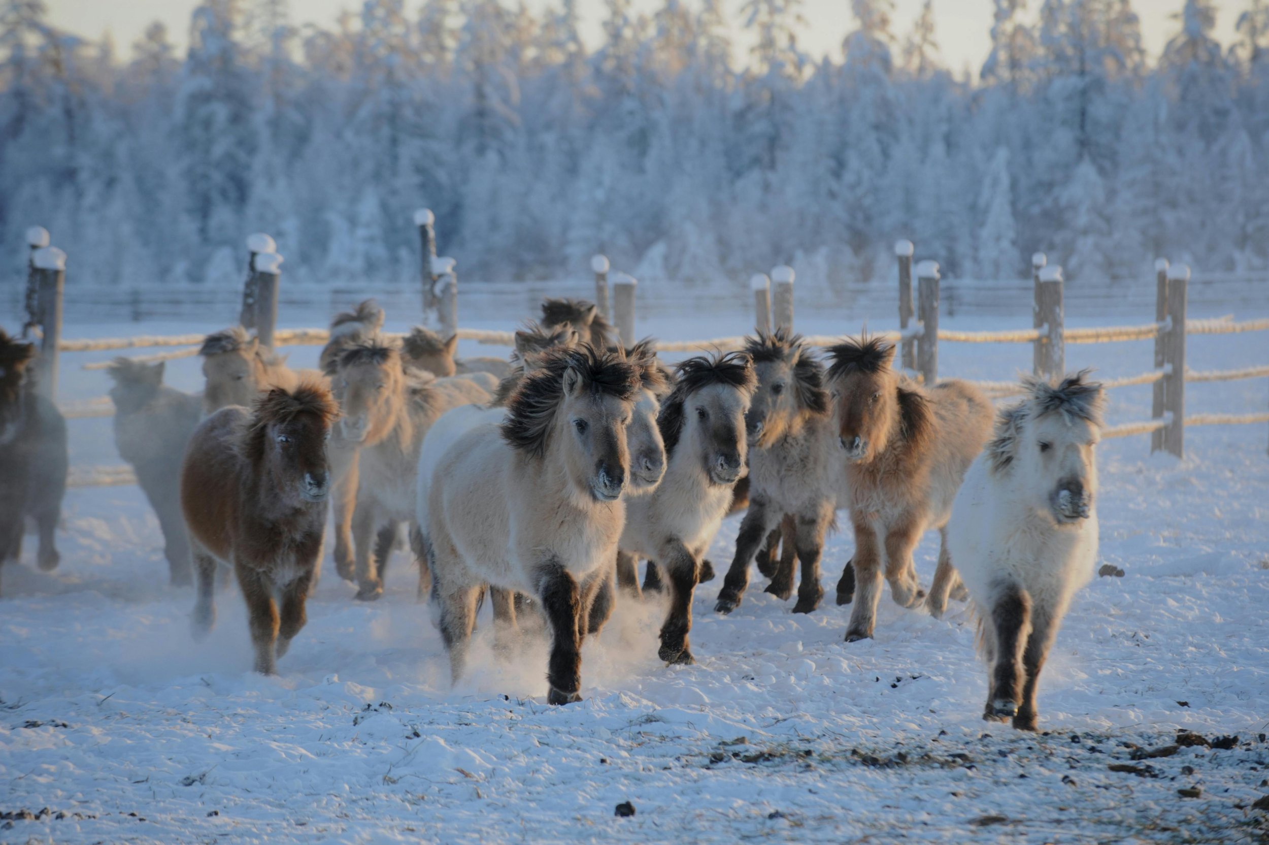 Yakutian horse