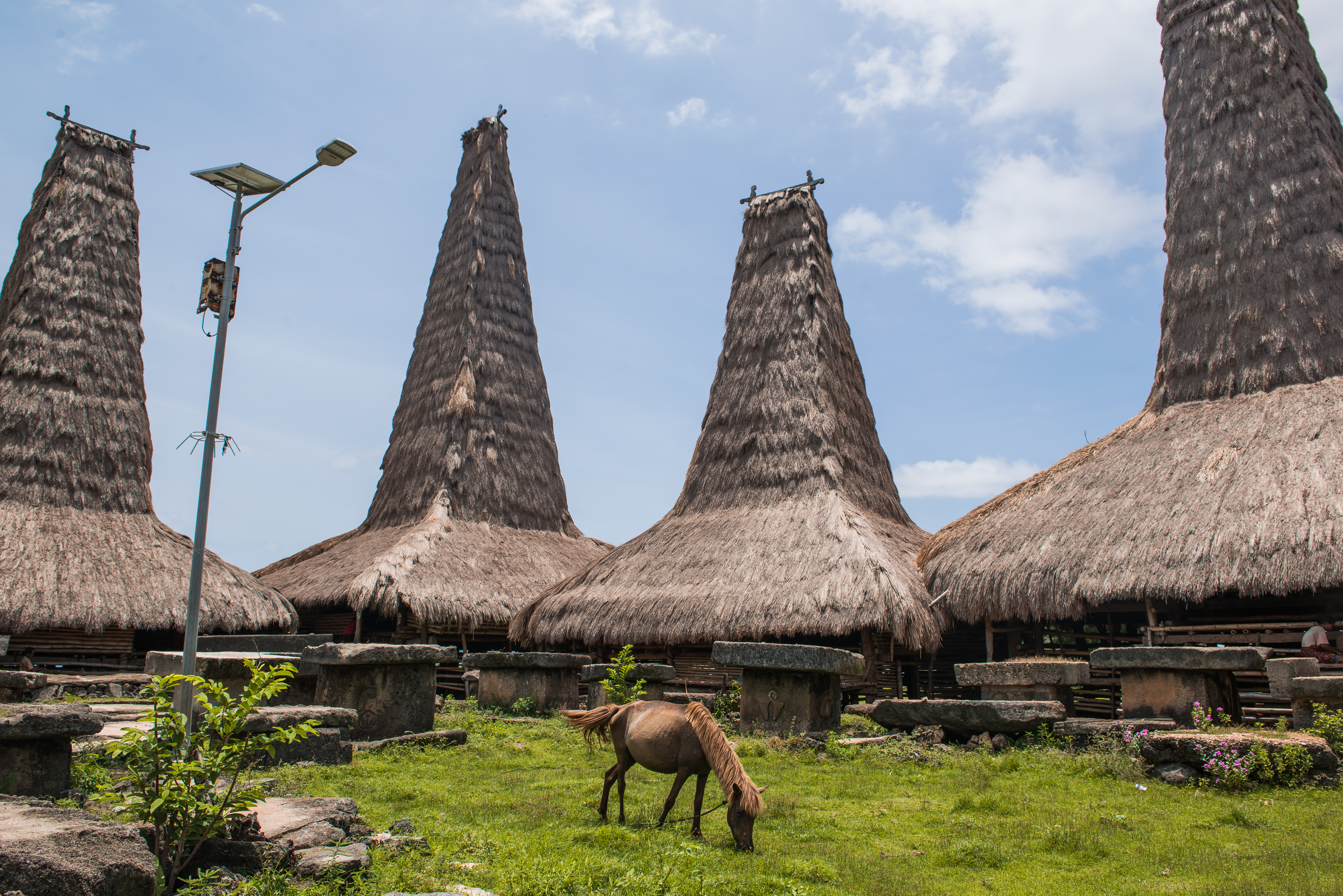 Sandalwood pony grazing among traditional clan houses and megalithic stone graves, Sumba Indonesia